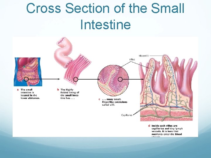 Cross Section of the Small Intestine 