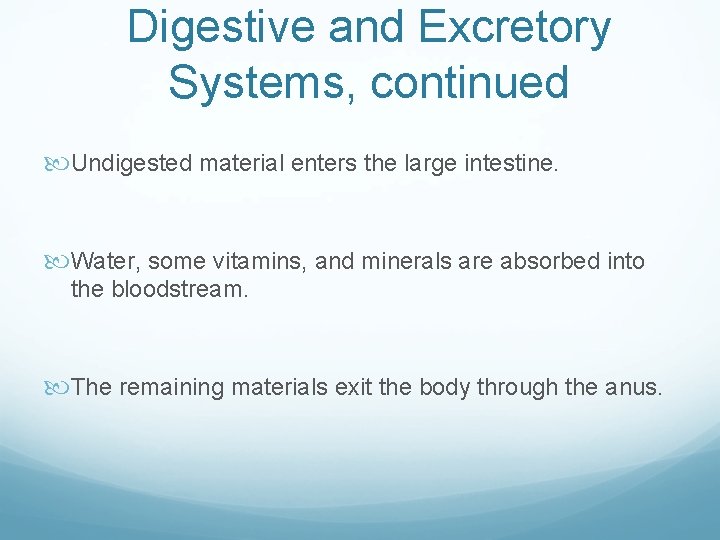 Digestive and Excretory Systems, continued Undigested material enters the large intestine. Water, some vitamins,