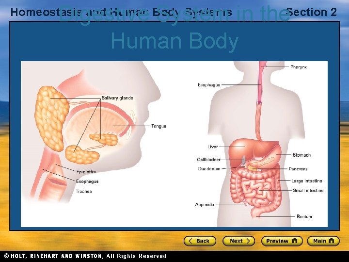 Digestive System in the. Section 2 Human Body Homeostasis and Human Body Systems 