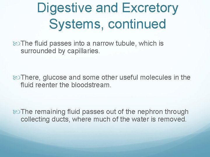 Digestive and Excretory Systems, continued The fluid passes into a narrow tubule, which is