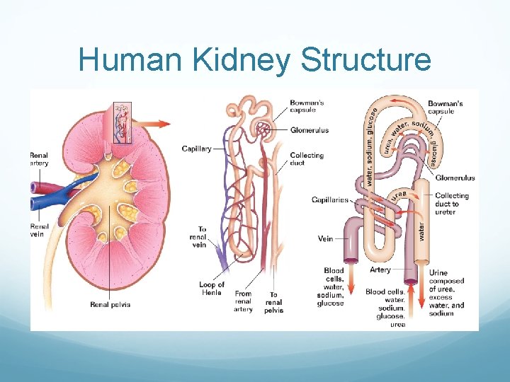 Human Kidney Structure 