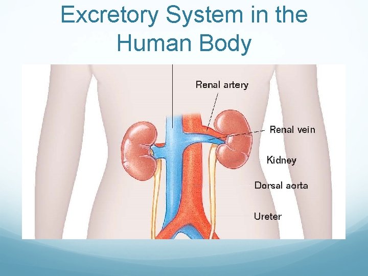 Excretory System in the Human Body 