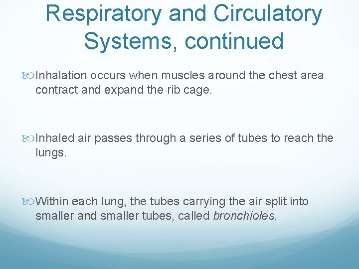 Respiratory and Circulatory Systems, continued Inhalation occurs when muscles around the chest area contract