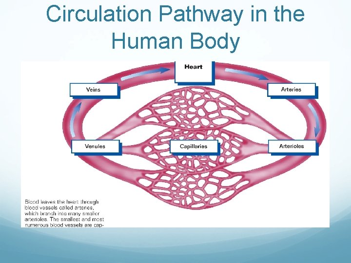 Circulation Pathway in the Human Body 