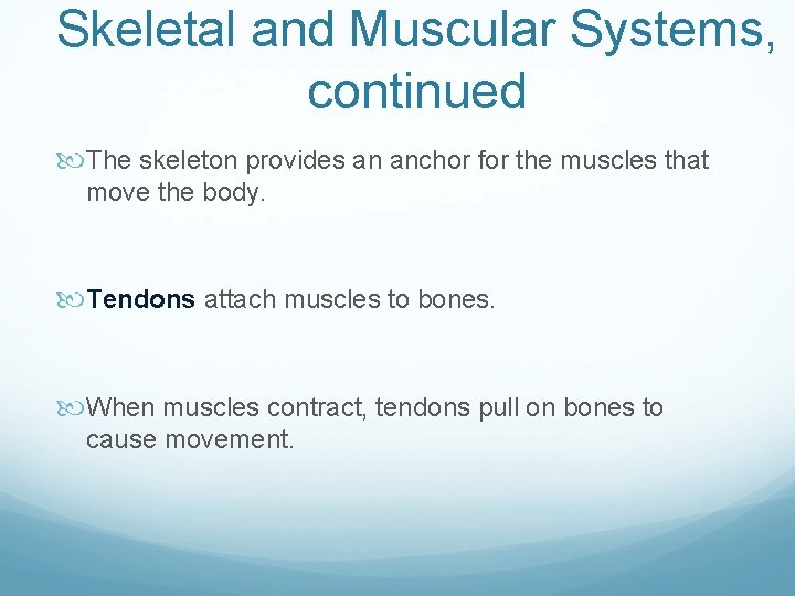 Skeletal and Muscular Systems, continued The skeleton provides an anchor for the muscles that