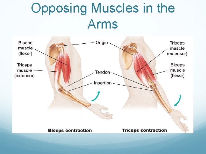 Opposing Muscles in the Arms 