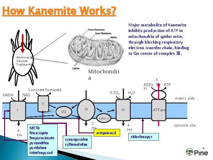 How Kanemite Works? Major metabolite of Kanemite inhibits production of ATP in mitochondria of