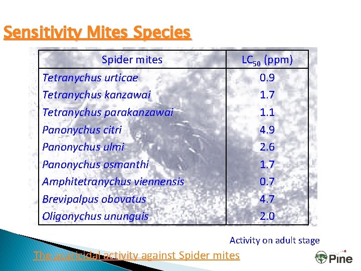 Sensitivity Mites Species Spider mites Tetranychus urticae Tetranychus kanzawai Tetranychus parakanzawai Panonychus citri Panonychus