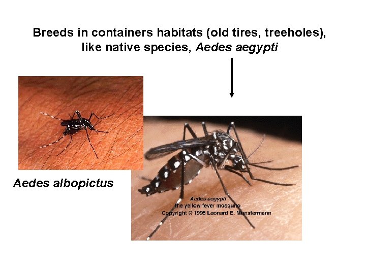 Breeds in containers habitats (old tires, treeholes), like native species, Aedes aegypti Aedes albopictus