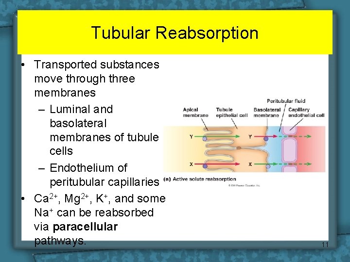 Tubular Reabsorption • Transported substances move through three membranes – Luminal and basolateral membranes