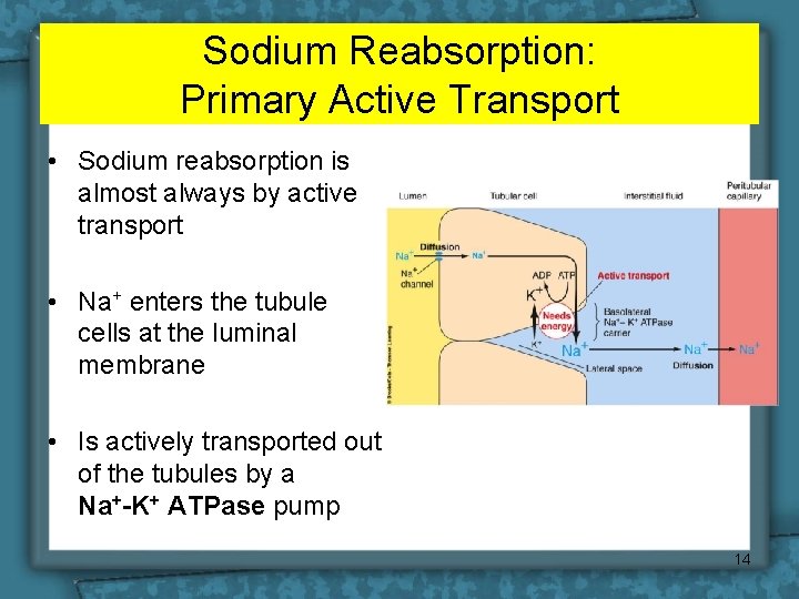 Sodium Reabsorption: Primary Active Transport • Sodium reabsorption is almost always by active transport