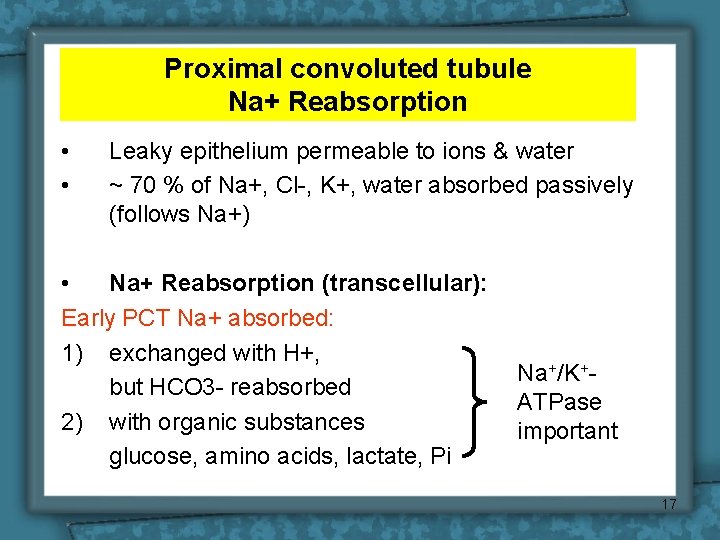 Proximal convoluted tubule Na+ Reabsorption • • Leaky epithelium permeable to ions & water