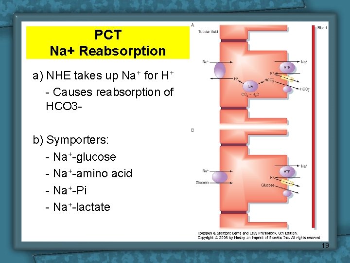 PCT Na+ Reabsorption a) NHE takes up Na+ for H+ - Causes reabsorption of