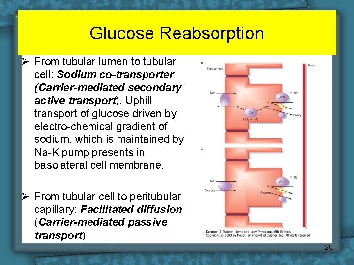 Glucose Reabsorption Ø From tubular lumen to tubular cell: Sodium co-transporter (Carrier-mediated secondary active