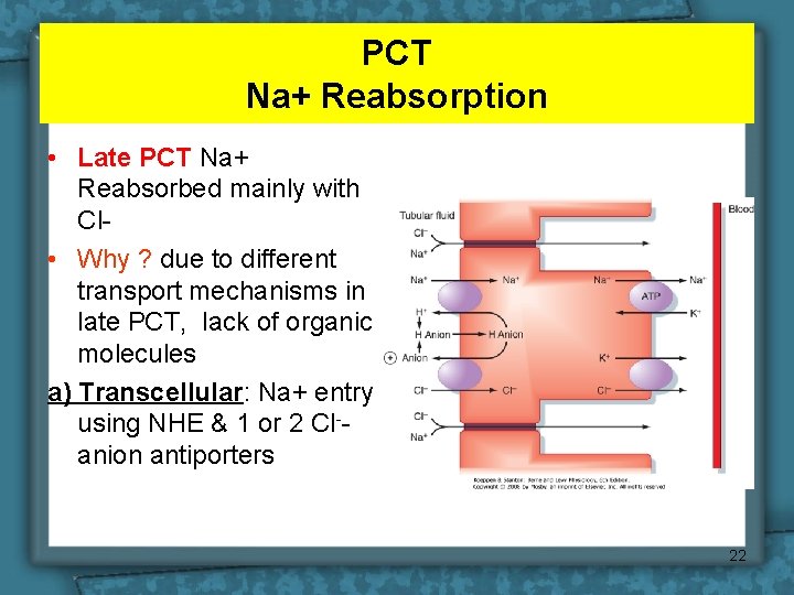 PCT Na+ Reabsorption • Late PCT Na+ Reabsorbed mainly with Cl • Why ?