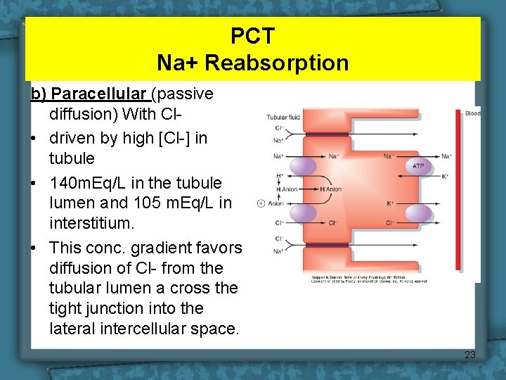 PCT Na+ Reabsorption b) Paracellular (passive diffusion) With Cl • driven by high [Cl-]