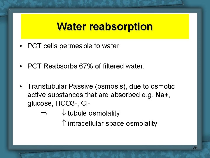 Water reabsorption • PCT cells permeable to water • PCT Reabsorbs 67% of filtered
