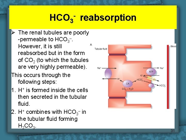 HCO 3 - reabsorption Ø The renal tubules are poorly -permeable to HCO 3–.