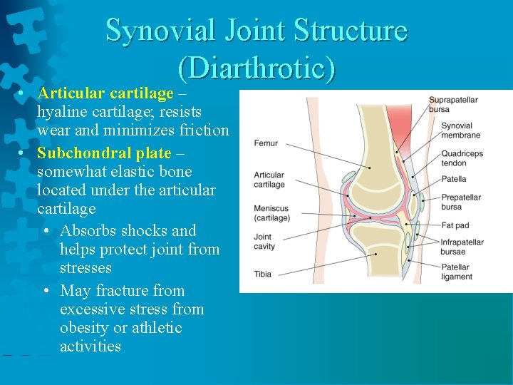 Synovial Joint Structure (Diarthrotic) • Articular cartilage – hyaline cartilage; resists wear and minimizes