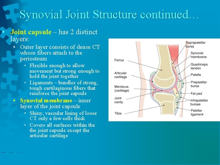 Synovial Joint Structure continued… • Joint capsule – has 2 distinct layers: • Outer