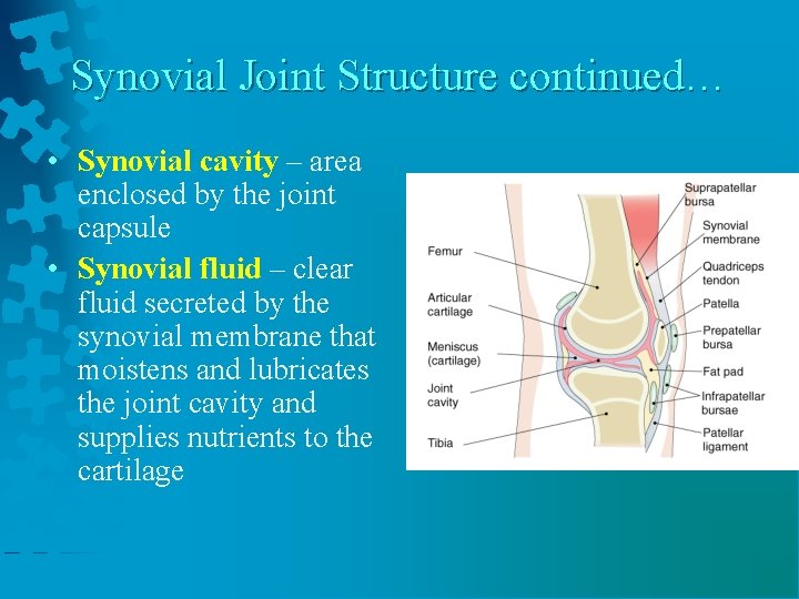 Synovial Joint Structure continued… • Synovial cavity – area enclosed by the joint capsule