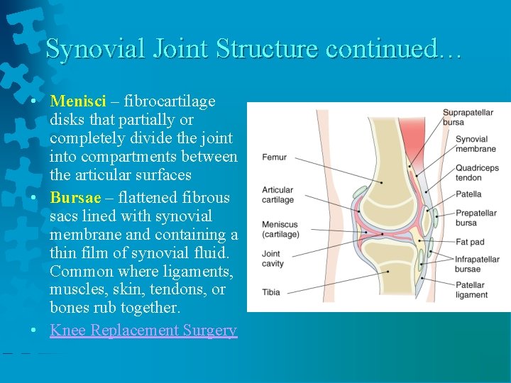 Synovial Joint Structure continued… • Menisci – fibrocartilage disks that partially or completely divide