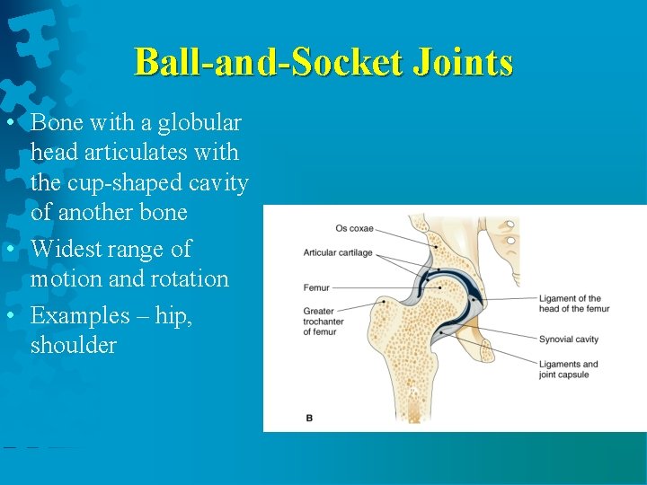 Ball-and-Socket Joints • Bone with a globular head articulates with the cup-shaped cavity of
