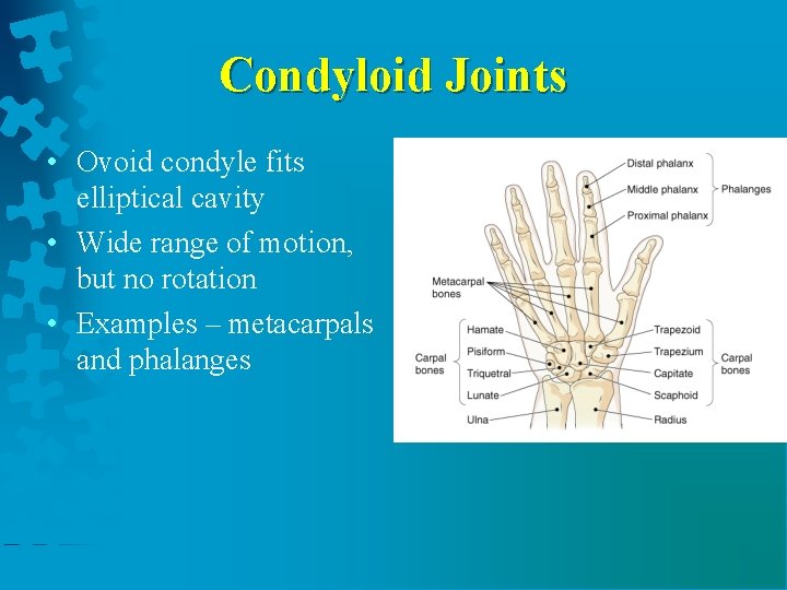 Condyloid Joints • Ovoid condyle fits elliptical cavity • Wide range of motion, but