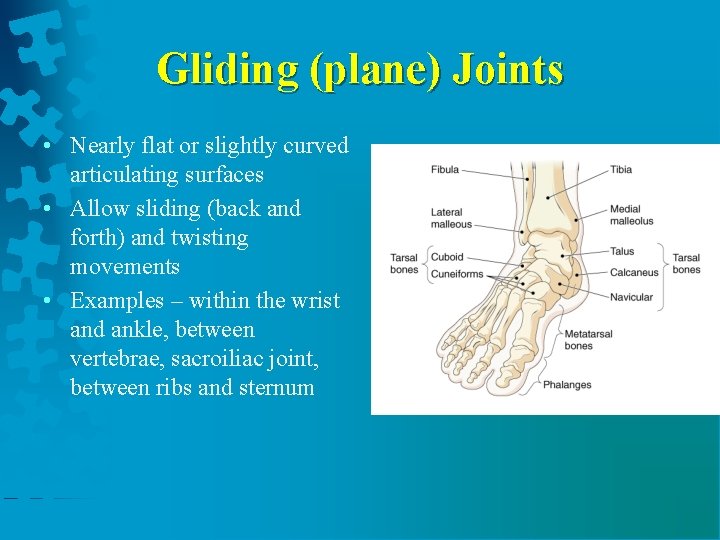 Joints and Movement Articulations Joints Functional junctions between