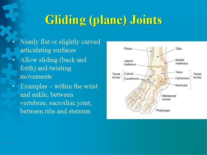 Gliding (plane) Joints • Nearly flat or slightly curved articulating surfaces • Allow sliding