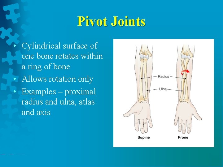 Pivot Joints • Cylindrical surface of one bone rotates within a ring of bone