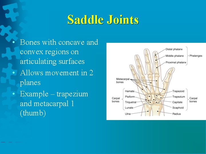 Saddle Joints • Bones with concave and convex regions on articulating surfaces • Allows