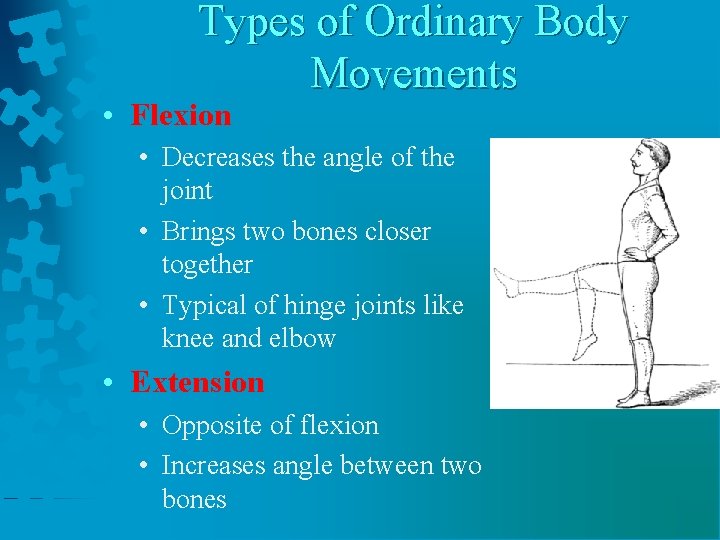 Types of Ordinary Body Movements • Flexion • Decreases the angle of the joint