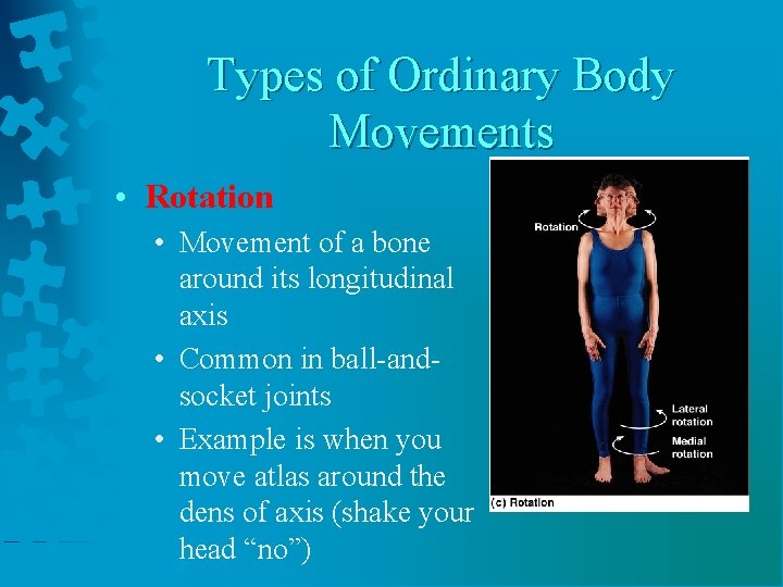 Types of Ordinary Body Movements • Rotation • Movement of a bone around its