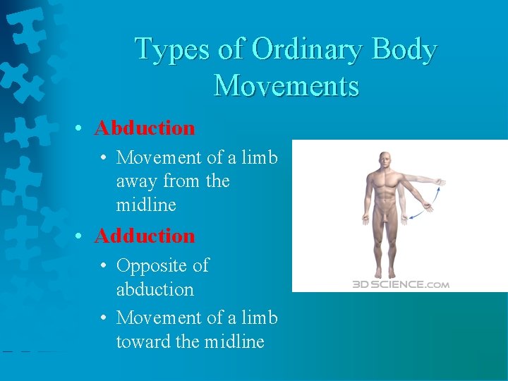 Types of Ordinary Body Movements • Abduction • Movement of a limb away from