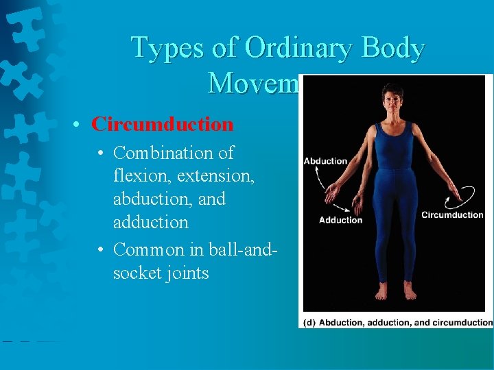 Types of Ordinary Body Movements • Circumduction • Combination of flexion, extension, abduction, and