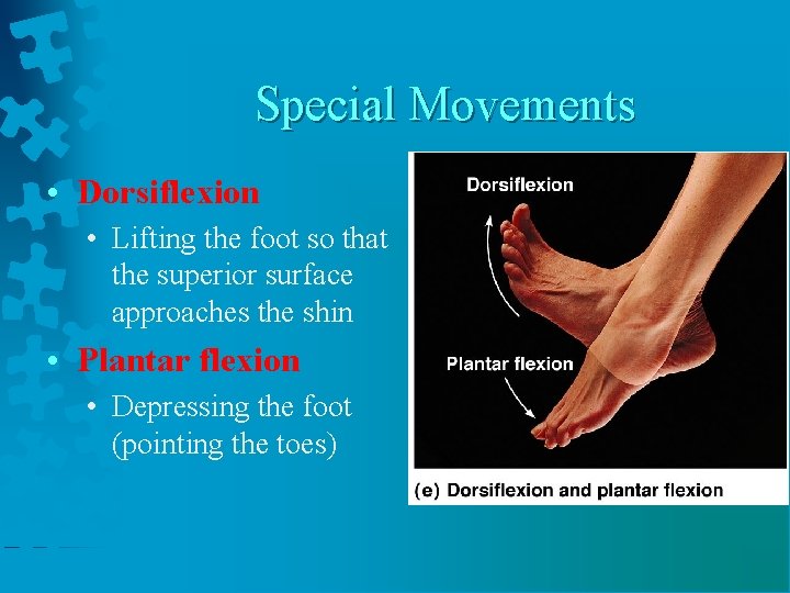 Special Movements • Dorsiflexion • Lifting the foot so that the superior surface approaches