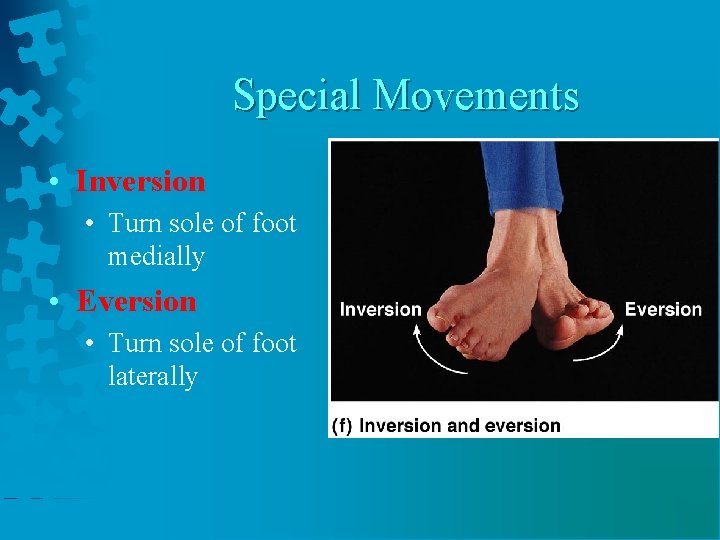 Special Movements • Inversion • Turn sole of foot medially • Eversion • Turn