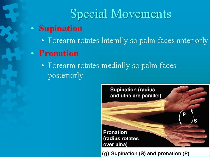 Special Movements • Supination • Forearm rotates laterally so palm faces anteriorly • Pronation