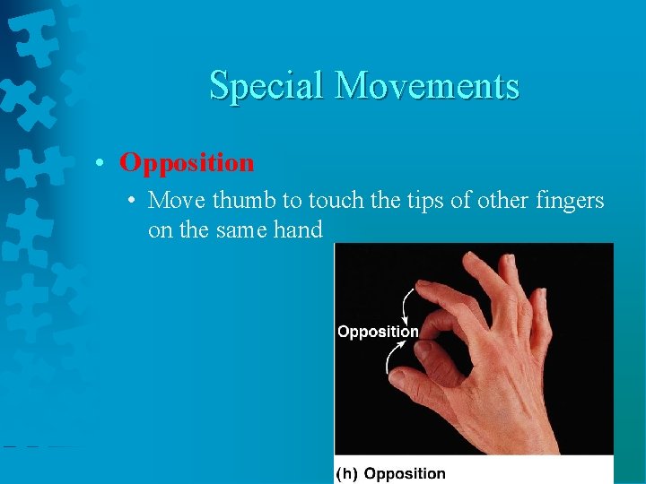 Special Movements • Opposition • Move thumb to touch the tips of other fingers