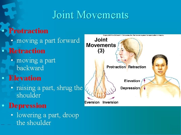 Joint Movements • Protraction • moving a part forward • Retraction • moving a