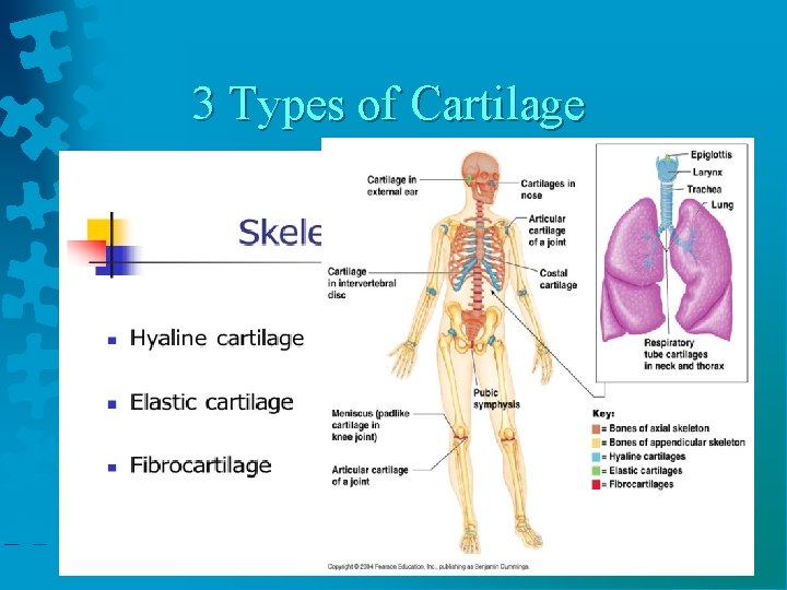 3 Types of Cartilage 