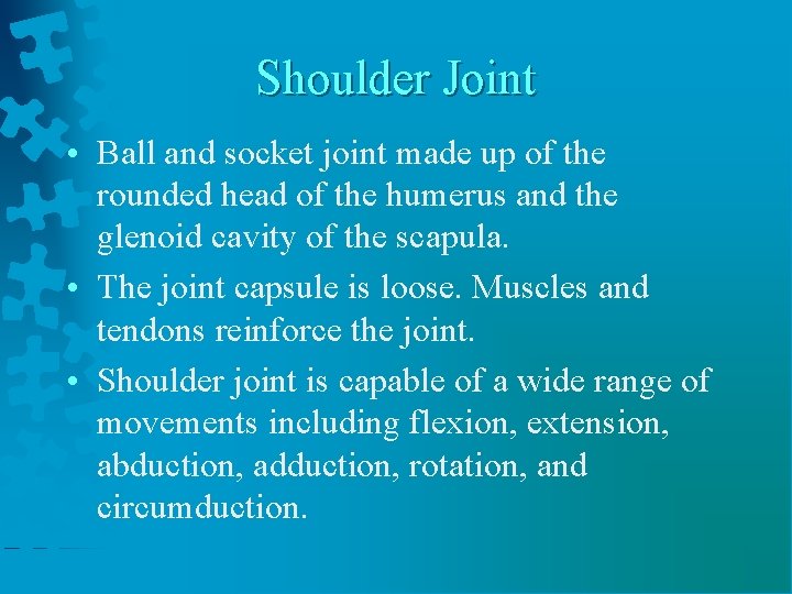 Shoulder Joint • Ball and socket joint made up of the rounded head of