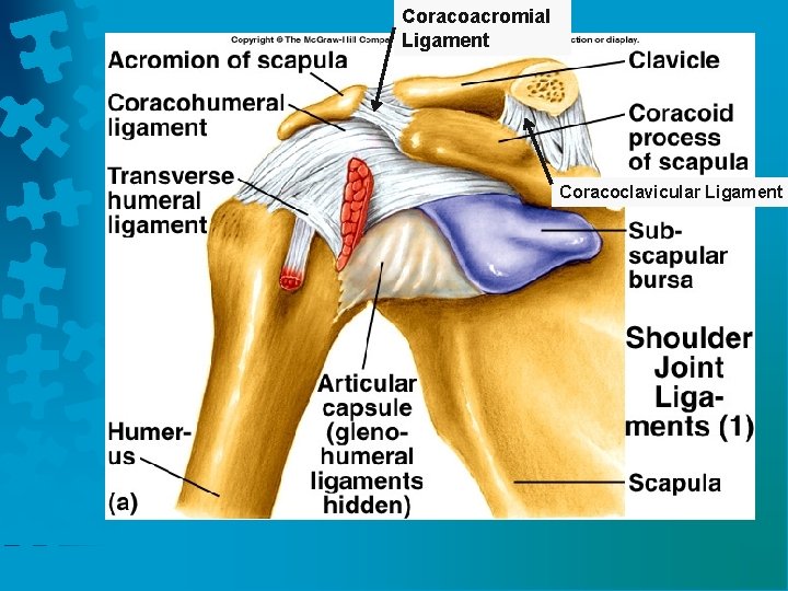 Coracoacromial Ligament Coracoclavicular Ligament 
