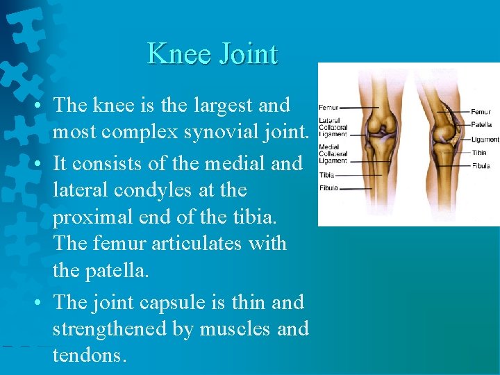 Knee Joint • The knee is the largest and most complex synovial joint. •