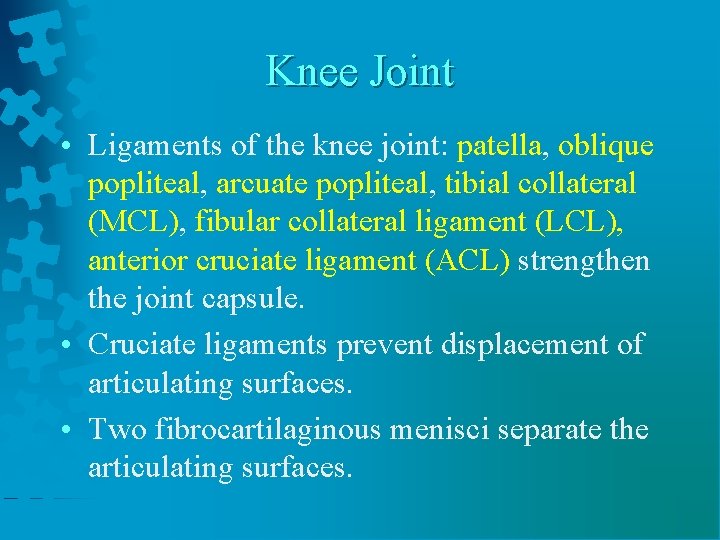 Knee Joint • Ligaments of the knee joint: patella, oblique popliteal, arcuate popliteal, tibial