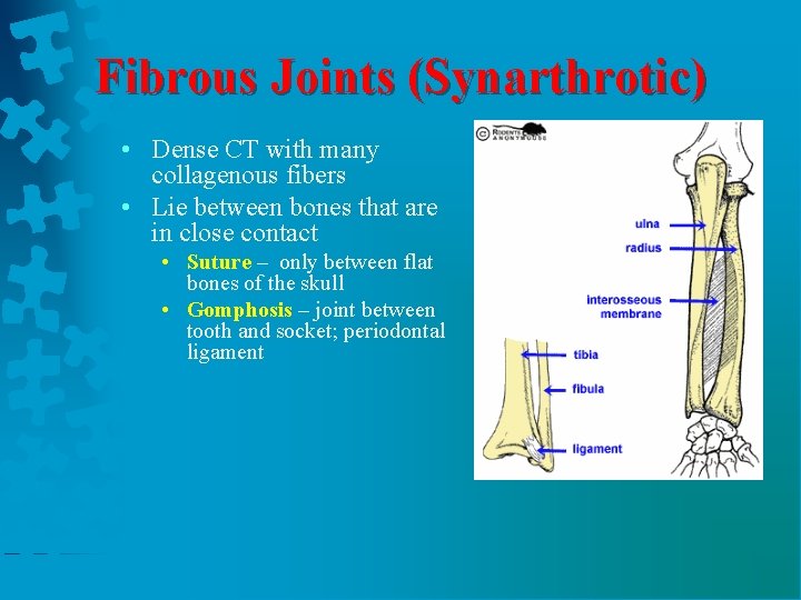 Fibrous Joints (Synarthrotic) • Dense CT with many collagenous fibers • Lie between bones