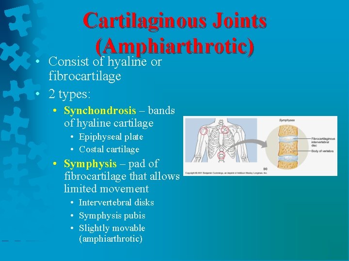 Cartilaginous Joints (Amphiarthrotic) • Consist of hyaline or fibrocartilage • 2 types: • Synchondrosis