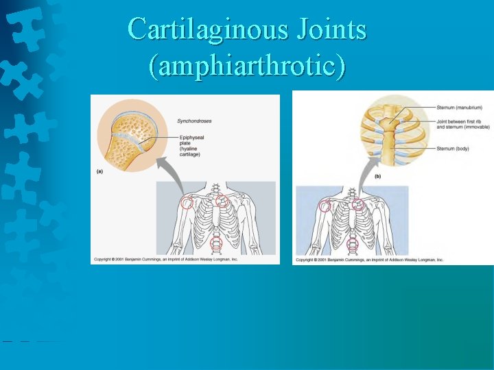 Cartilaginous Joints (amphiarthrotic) 