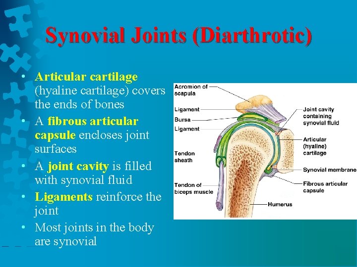 Synovial Joints (Diarthrotic) • Articular cartilage (hyaline cartilage) covers the ends of bones •